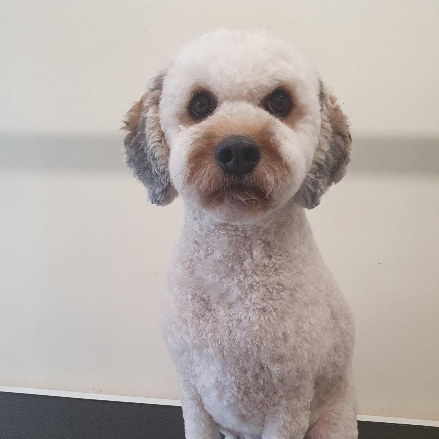 worthing dog groomer - teddy - cavapoo